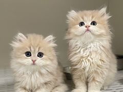 -lincat·猫舍(广州店)