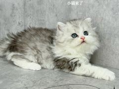 -小猫来了·猫舍(红山六九七九店)