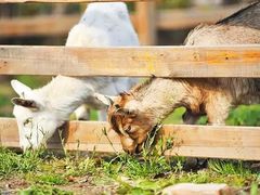 -前小桔亲子创意农场·草莓采摘·露营烧烤