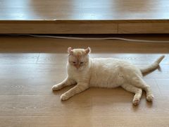 -猫腻·猫咖·撸猫馆(星光大道店)