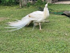 -都江堰玫瑰花溪谷