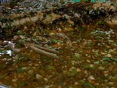 -高坎一品甲鱼庄(两河店)