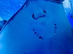 -太平洋海底世界