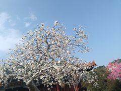 -珠海圆明新园