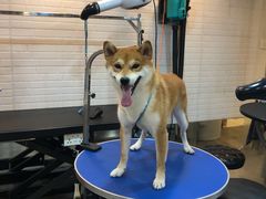 -PETKIT小佩宠物(古北店)