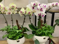 -长春青怡坊鲜花批发(青怡坊花鸟市场店)