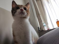 -宠颐生汉谟拉比宠物医院