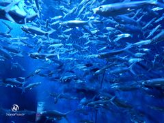 -成都浩海立方海洋公园