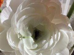 -Jo's Garden