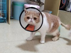 -瑞鹏宠物医院·骨科·猫科·内科(第一中心)