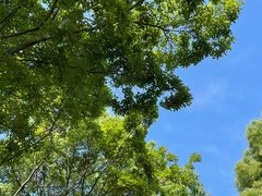 -霸道川面馆(张江店)