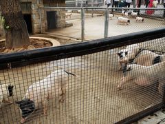 -石家庄市动物园