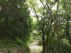 -紫金山山顶公园