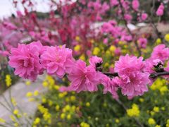 -桃源山庄·水蜜桃采摘·柴火鸡·烧烤团建(龙泉山店)