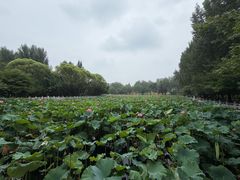 -东升八家郊野公园