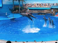 -海合安成都极地海洋公园