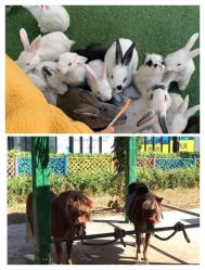 -萌宠亲子动物乐园(槐房万达店)