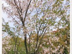 -上海海湾国家森林公园
