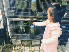 -樂桃源奉贤黄桃种植采摘基地
