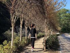 -木兰云雾山