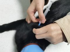 -嘉馨宠物医院·CT影像转诊·心脏科·犬猫全科诊疗中心(下沙大学城院区)