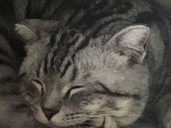 -吉丁鸟咖·异宠·寄养