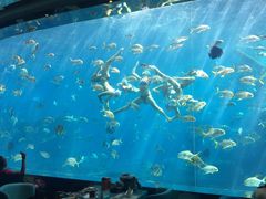 -瑞德姆美人鱼海底演艺主题餐厅(亚龙湾店)