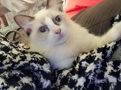 -猫色咖啡·猫咖