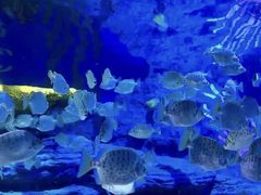 -北戴河圣蓝海洋公园