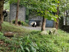 -都江堰中华大熊猫苑