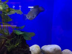 -上海海洋水族馆