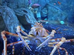 -迪拜水族馆及水下动物园