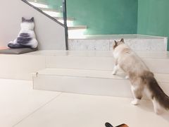-飞行喵MR PILOT|猫舍·猫咖(静安大融城店)
