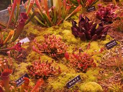 -中国科学院西双版纳热带植物园