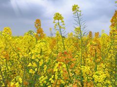 -中国天府农业博览园