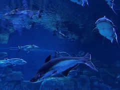 -珠海横琴长隆《卡卡虎奇遇记》