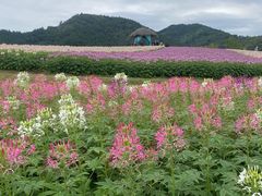 -径山花海