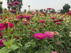 -荷兰花海