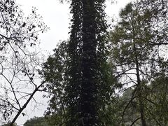 -三门江国家森林公园