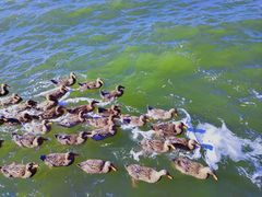 -野鸭湖国家湿地公园