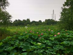 -上海长兴岛郊野公园