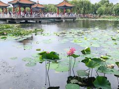 -长春市南湖公园