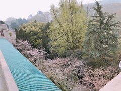-武汉大学-樱园