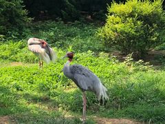 -西霞口神雕山野生动物世界