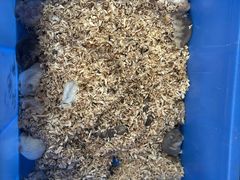 -清平路水族市场