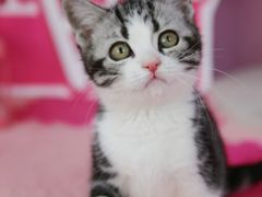 -翊宠yipet猫狗购宠庄园