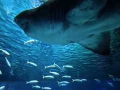 -海合安成都极地海洋公园