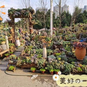 趁周末没事干来万福花卉市场淘点“发发草草”顺便洗下肺