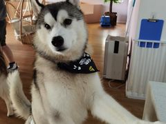 -Husky Go! 哈士奇体验馆·宠物咖啡厅狗咖