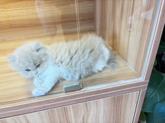 -猫十亿·布偶金渐层·曼基康矮脚猫舍(青年路店)